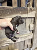 Bon Bon , a male American Bully for sale in London, KY – 4 of 6
