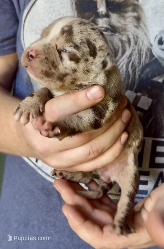 Peanut  – American Bully puppy for sale in London, KY