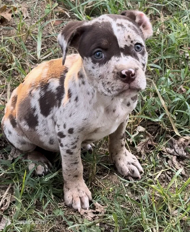 Big Girl – American Bully puppy for sale in London, KY