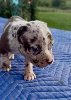 Blue eyes, a female American Bully for sale in London, KY – 4 of 10