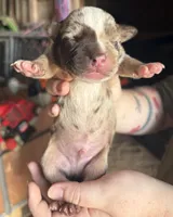 Sharkey , a male American Bully for sale in London, KY – 8 of 10