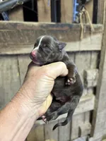 Bon Bon , a male American Bully for sale in London, KY – 5 of 6