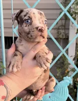 Blue eyes, a female American Bully for sale in London, KY – 5 of 10