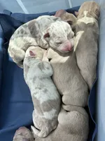 Champagne tri Merles, a male American Bully for sale in London, KY – 5 of 8