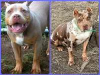Champagne tri Merles, a male American Bully for sale in London, KY – 8 of 8