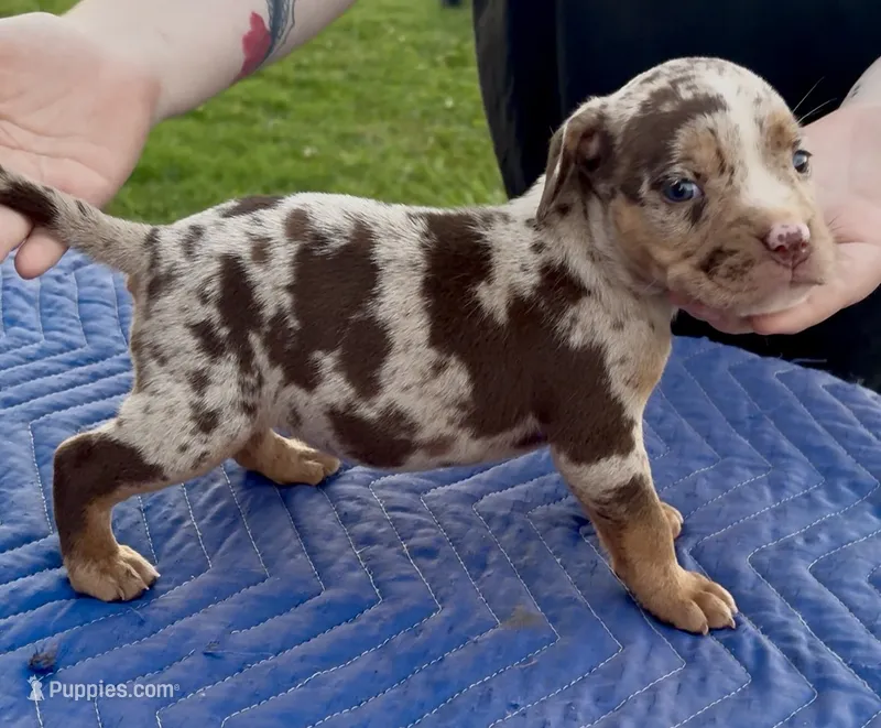 Splash  – American Bully puppy for sale in London, KY