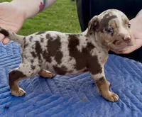Splash , a female American Bully for sale in London, KY – 4 of 10
