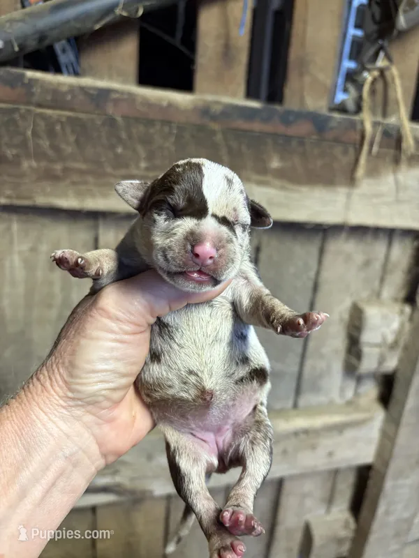 1/2 face  – American Bully puppy for sale in London, KY