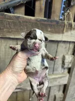 1/2 face , a female American Bully for sale in London, KY – 1 of 7