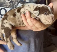 Big Girl, a female American Bully for sale in London, KY – 3 of 9