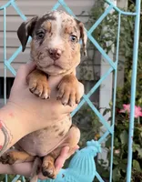 Splash , a female American Bully for sale in London, KY – 7 of 10