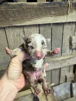 Peanut , a female American Bully for sale in London, KY – 4 of 7