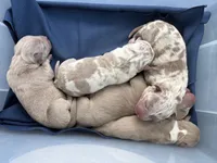 Champagne tri Merles, a male American Bully for sale in London, KY – 6 of 8