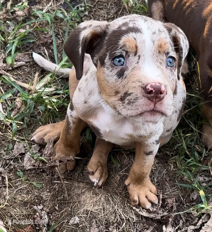 Splash  – American Bully puppy for sale in London, KY