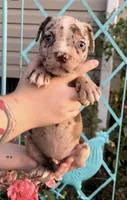 Blue eyes, a female American Bully for sale in London, KY – 7 of 10