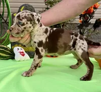 Blue eyes, a female American Bully for sale in London, KY – 6 of 10