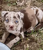 Blue eyes, a female American Bully for sale in London, KY – 2 of 10