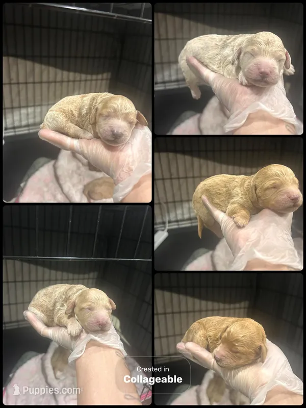 Puppies – Poodle - Miniature  puppy for sale in Baltimore Highlands, MD