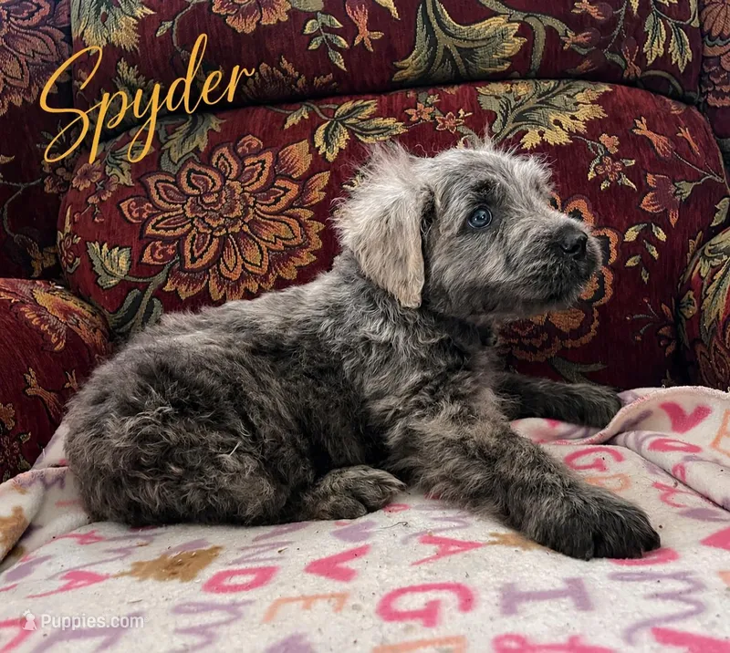 AKC SPYDER – Bouvier des Flandres puppy on hold in Lancing, TN