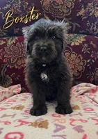 AKC BOXSTER, a male Bouvier des Flandres for sale in Lancing, TN – Photo 3 of 3