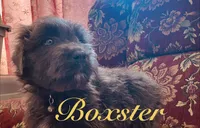 AKC BOXSTER, a male Bouvier des Flandres for sale in Lancing, TN – Photo 1 of 3