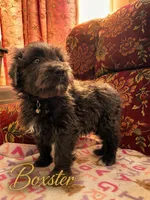 AKC BOXSTER, a male Bouvier des Flandres for sale in Lancing, TN – Photo 2 of 3