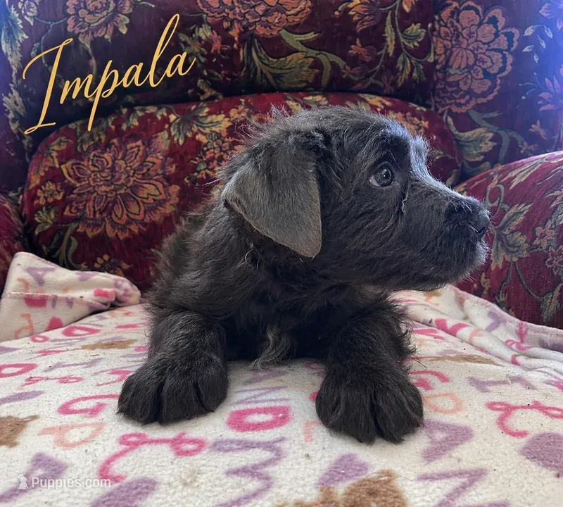 AKC IMPALA – Bouvier des Flandres puppy for sale in Lancing, TN