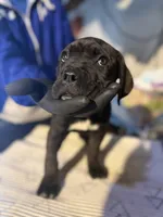 Lil cutie , a female Cane Corso for sale in Raytown, MO – Photo 2 of 4