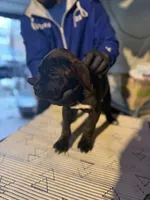 Lil cutie , a female Cane Corso for sale in Raytown, MO – Photo 4 of 4