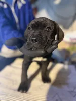 Lil cutie , a female Cane Corso for sale in Raytown, MO – Photo 3 of 4