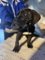 Lil cutie , a female Cane Corso for sale in Raytown, MO – Photo 1 of 4