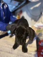 Big Cutie , a female Cane Corso for sale in Raytown, MO – Photo 4 of 6