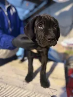 Big Cutie , a female Cane Corso for sale in Raytown, MO – Photo 3 of 6