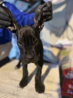 Big Cutie , a female Cane Corso for sale in Raytown, MO – Photo 5 of 6