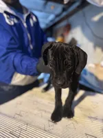 Big Cutie , a female Cane Corso for sale in Raytown, MO – Photo 2 of 6