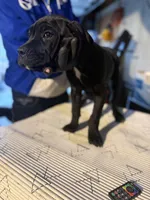 Big Cutie , a female Cane Corso for sale in Raytown, MO – Photo 6 of 6