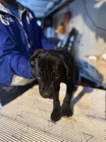 Big Cutie , a female Cane Corso for sale in Raytown, MO – Photo 1 of 6