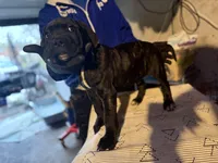 Black & Mild , a male Cane Corso for sale in Raytown, MO – Photo 4 of 4