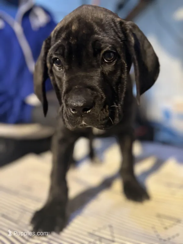 Black & Mild  – Cane Corso puppy for sale in Raytown, MO