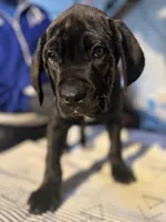 Black & Mild , a male Cane Corso for sale in Raytown, MO – Photo 1 of 4