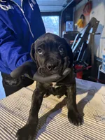 Black & Mild , a male Cane Corso for sale in Raytown, MO – Photo 2 of 4