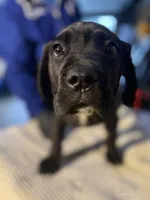 Black & Mild , a male Cane Corso for sale in Raytown, MO – Photo 3 of 4