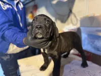 Biscuit , a male Cane Corso for sale in Raytown, MO – Photo 2 of 4
