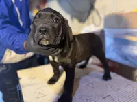 Biscuit , a male Cane Corso for sale in Raytown, MO – Photo 1 of 4