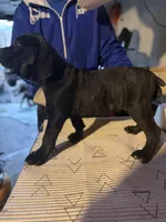 Biscuit , a male Cane Corso for sale in Raytown, MO – Photo 4 of 4