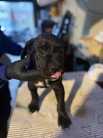 Biscuit , a male Cane Corso for sale in Raytown, MO – Photo 3 of 4