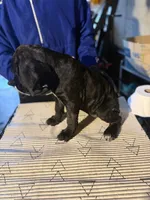 Bella Boo, a female Cane Corso for sale in Raytown, MO – Photo 5 of 5