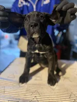 Bella Boo, a female Cane Corso for sale in Raytown, MO – Photo 4 of 5