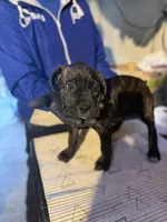 Bella Boo, a female Cane Corso for sale in Raytown, MO – Photo 2 of 5