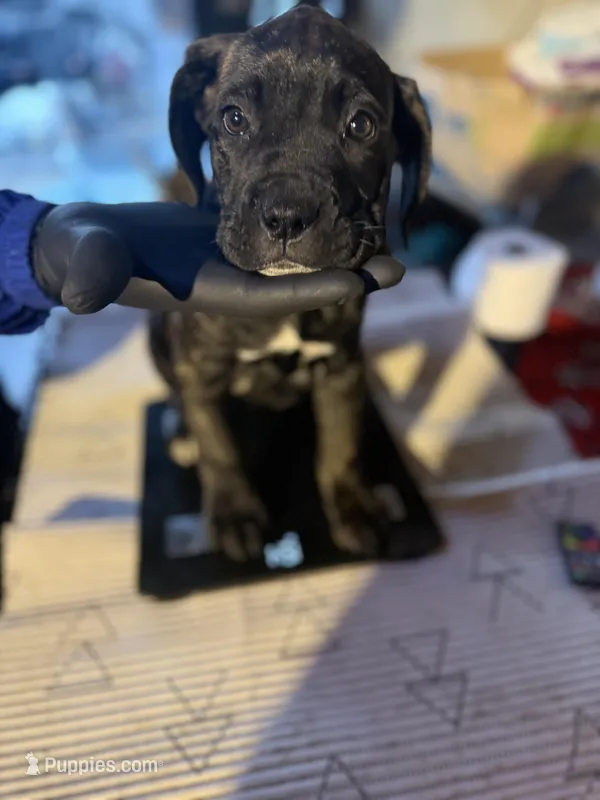 Bella Boo – Cane Corso puppy for sale in Raytown, MO